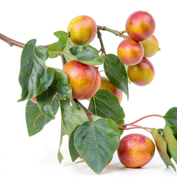 Aprikosenbaum Prunus Armeniaca Meine Orangerie kompakt süße-5