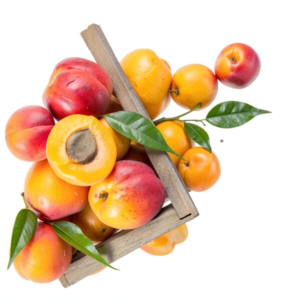 Aprikosenbaum Prunus Armeniaca Meine Orangerie kompakt süße-2