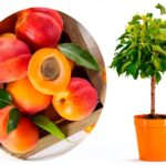 Aprikosenbaum Prunus Armeniaca Meine Orangerie kompakt süße-0