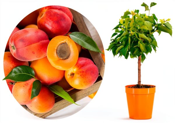 Aprikosenbaum Prunus Armeniaca Meine Orangerie kompakt süße-0