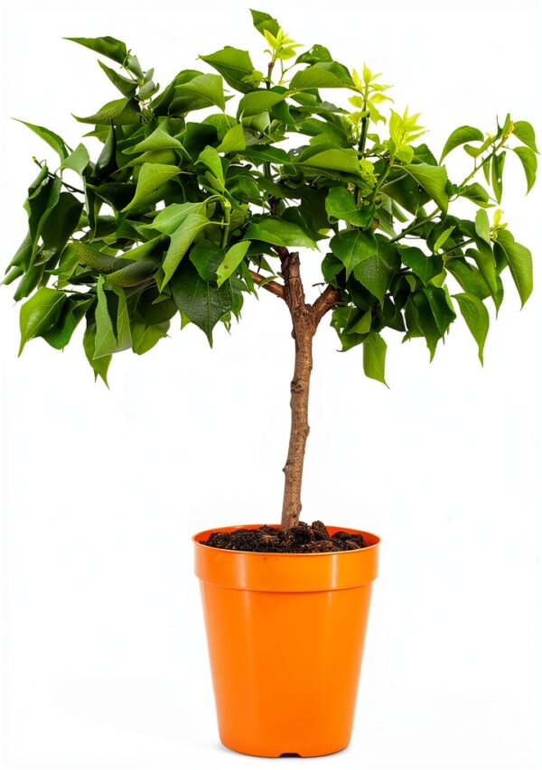 Aprikosenbaum Prunus Armeniaca Meine Orangerie kompakt süße-1