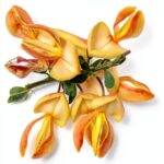 Dinispflanzenwelt Gartenpflanze Frühling Blüte Teilschatten-0