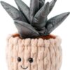 Apricot Lamb Aloe Pflanze Plüschtiere 21 cm Grün weiches Kuscheltier-3