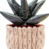Apricot Lamb Aloe Pflanze Plüschtiere 21 cm Grün weiches Kuscheltier-4
