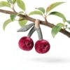 Apricot Lamb Köstliche Kirsche Plüschtiere für Kinder, weiche niedliche Kuscheltier für Baby Mädchen und Jungen, Flauschige Kirsche Obst Rot 20 cm-2